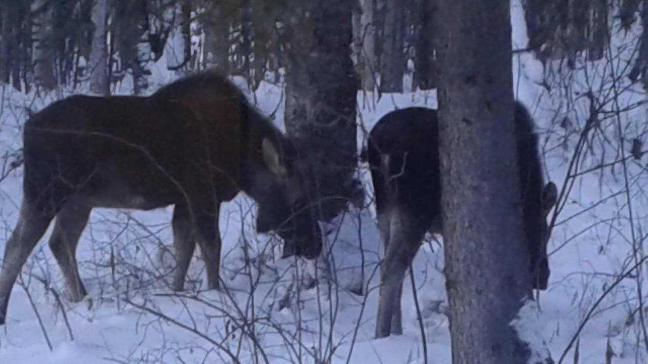 Alaska'S Northland Inn Trapper Creek Esterno foto